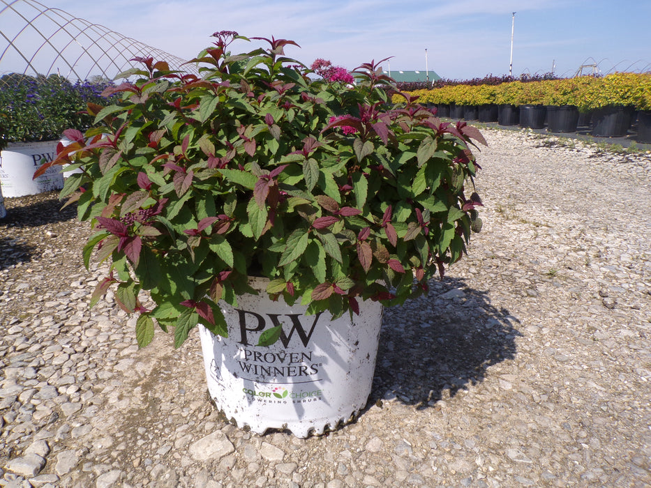 Double Play® Red Spirea