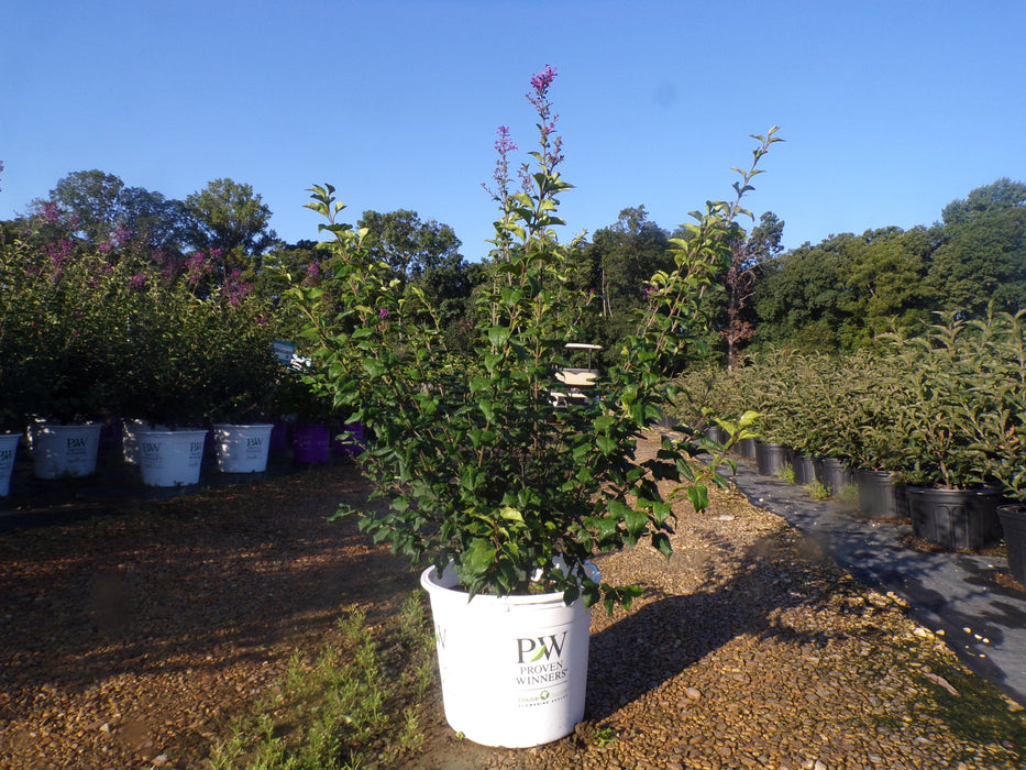 Bloomerang® Dark Purple Lilac