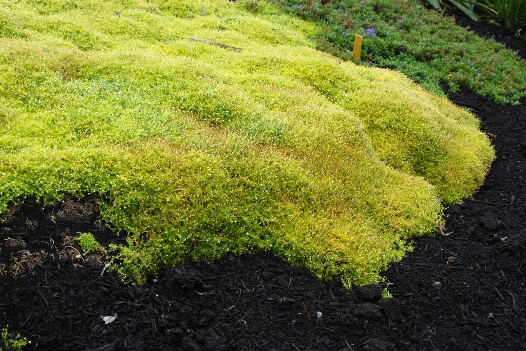 Scotch Moss