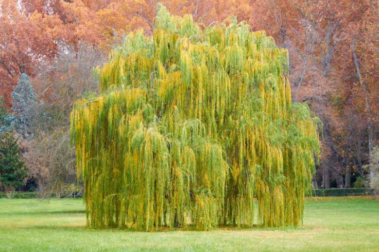 Weeping Willow Tree