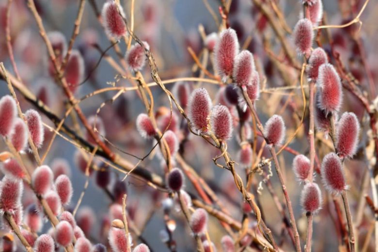 Mt. Aso Pussywillow - 3 Gallon (3-3.5ft)