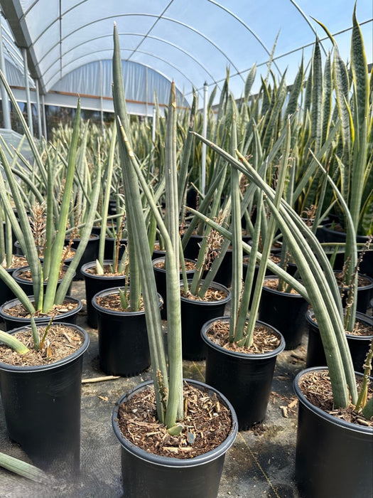 Cylindrical Snake Plant