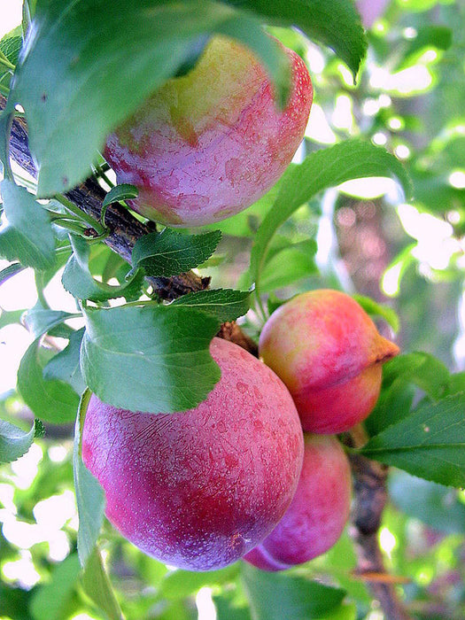 Santa Rosa Plum Tree