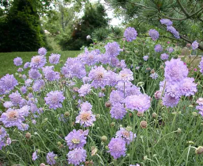 Butterfly Blue Pincushion Flower