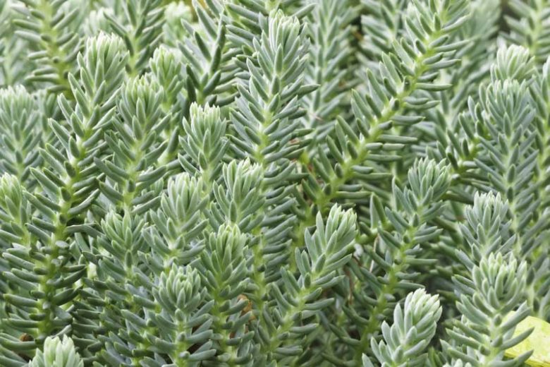 Blue Spruce Stonecrop