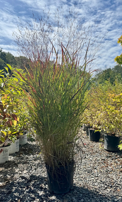 Shenandoah Switchgrass