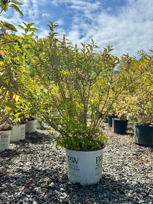 Show Off® Sugar Baby® Forsythia