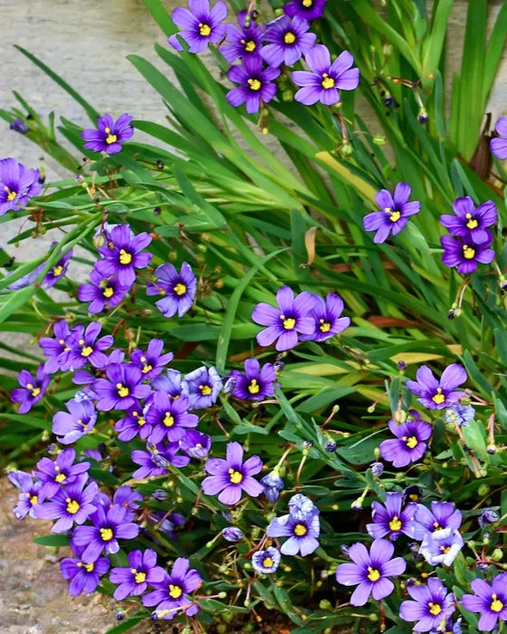 Rocky Point Dwarf Blue Eyed Grass