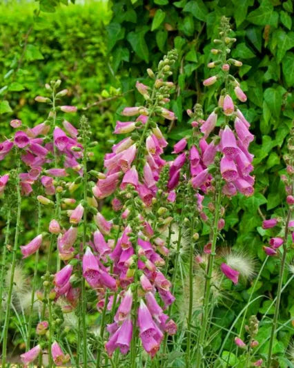 Camelot Mix Foxglove