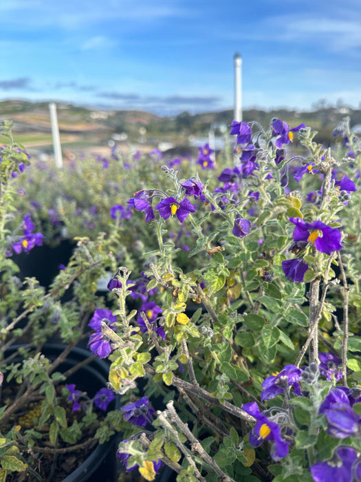 Mountain Pride Purple Nightshade