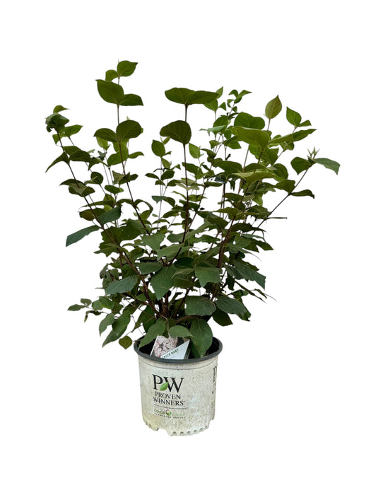 Spice Baby Korean Spice Viburnum