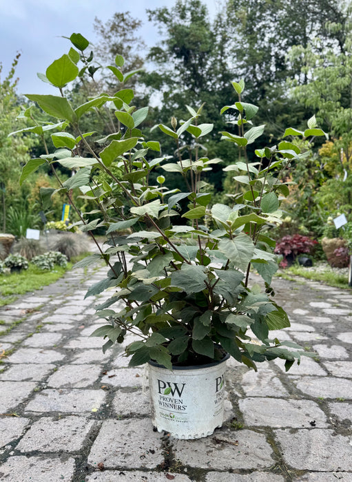 Spice Baby Korean Spice Viburnum