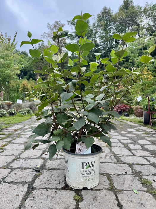 Spice Baby Korean Spice Viburnum