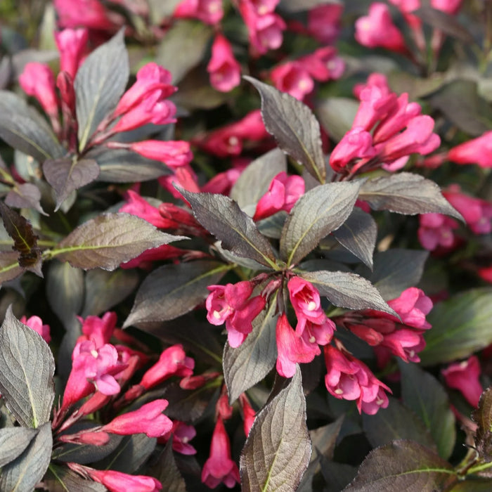 Spilled Wine® Weigela