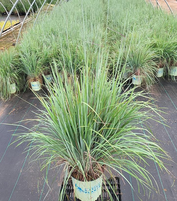 Standing Ovation Bluestem Grass