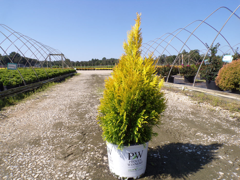 Fluffy® Western Arborvitae
