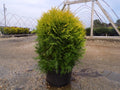 Golden Globe Arborvitae