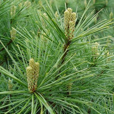 Eastern White Pine — Gardens of the World