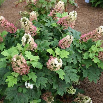 Jetstream™  Oakleaf Hydrangea