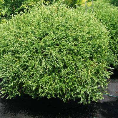 Pancake Arborvitae - 2 Gallon (1-1.5ft) — Gardens of the World