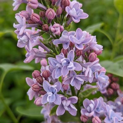 Nadezhda Hope Lilac - 3 Gallon (2-2.5ft) – Gardens of the World