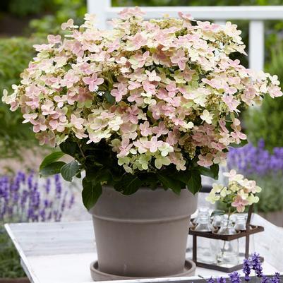 Early Evolution Hydrangea - 3 Gallon (2-3ft) – Gardens of the World