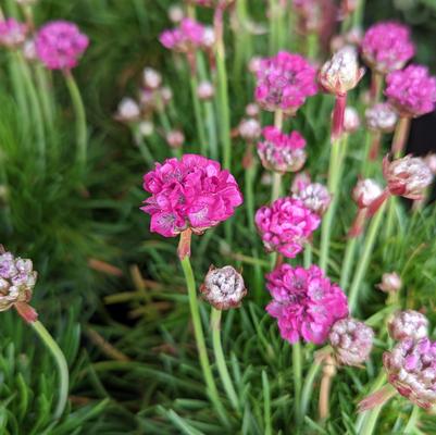 Morning Star Deep Rose Sea Thrift (Armeria)