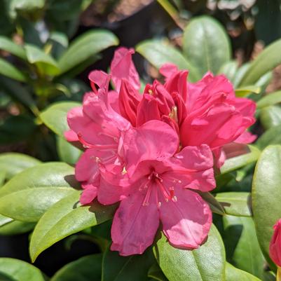 Holden's Pink Rhododendron