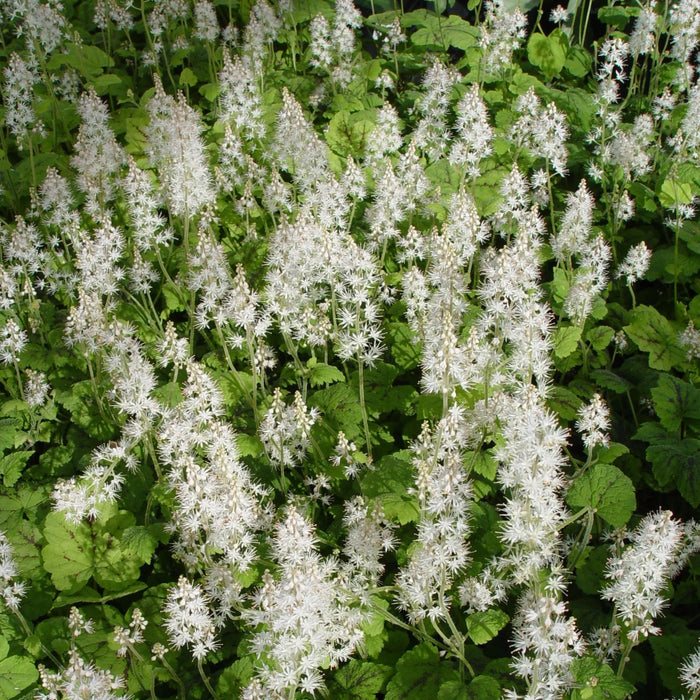 Running Tapestry Foamflower