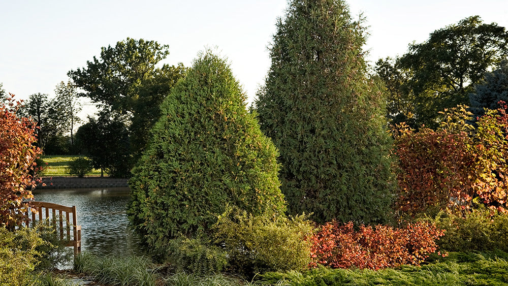 Technito® Arborvitae