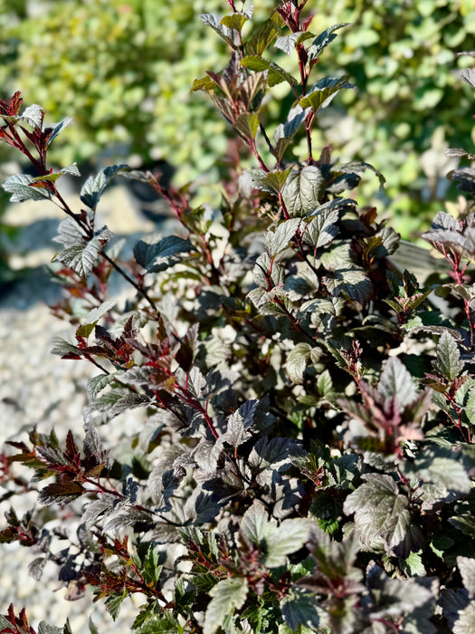 Tiny Wine® Ninebark