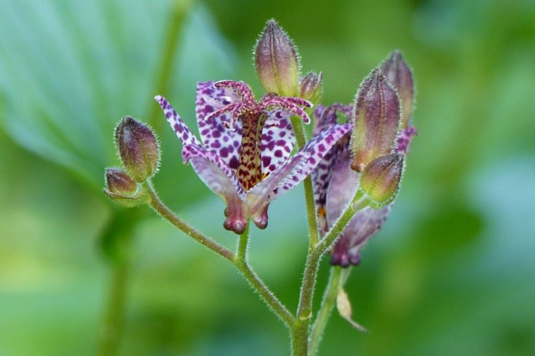 Blue Wonder Toad Lily