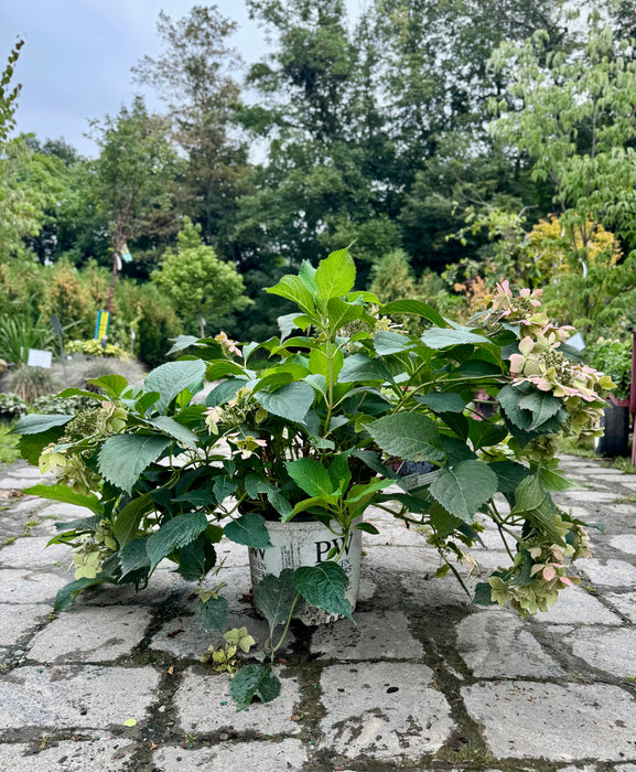 Tuff Stuff Ah-Ha® Hydrangea
