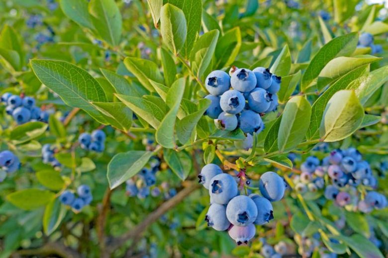 Bluejay Blueberry