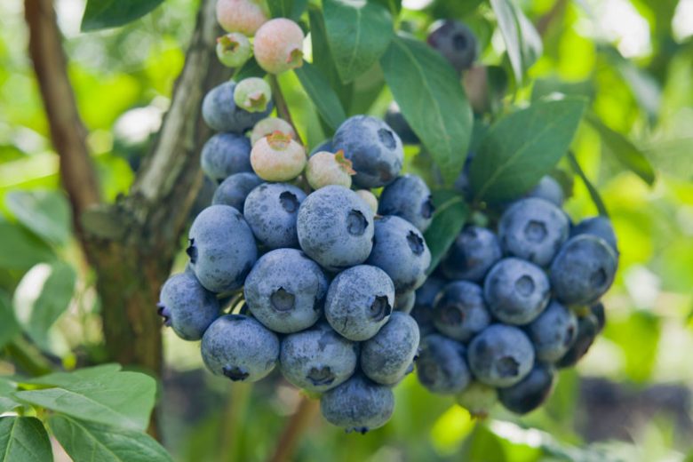 Chanticleer Blueberry