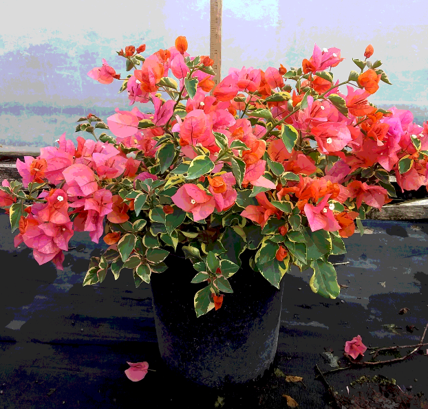 BAMBINO™ Variegated Orange Bougainvillea