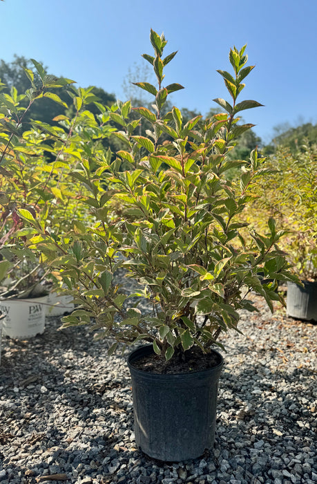 Variegated Weigela