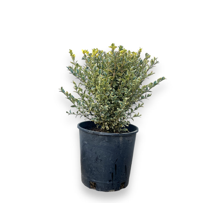 Sunburst Variegated Boxwood