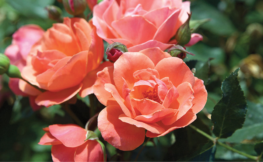 Coral Knock Out® Rose