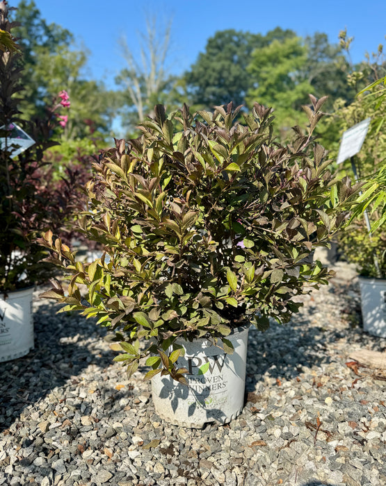 Very Fine Wine® Weigela