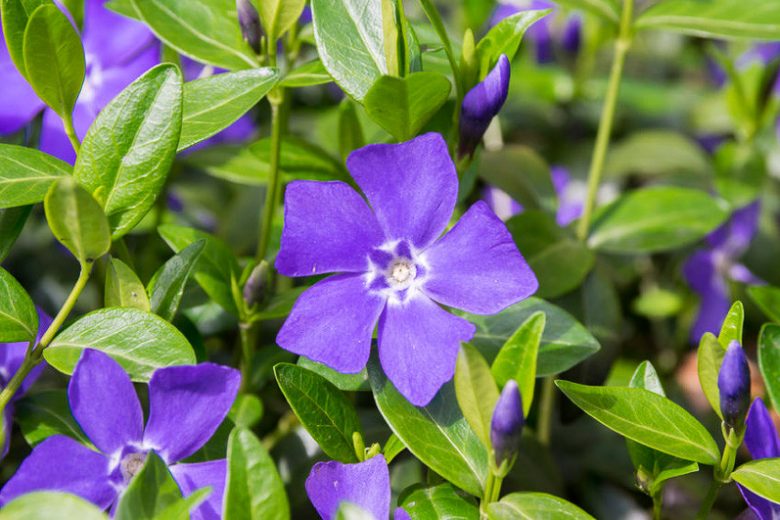 Bowles Periwinkle — Gardens of the World