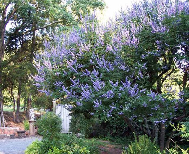 Shoal Creek Chaste Tree