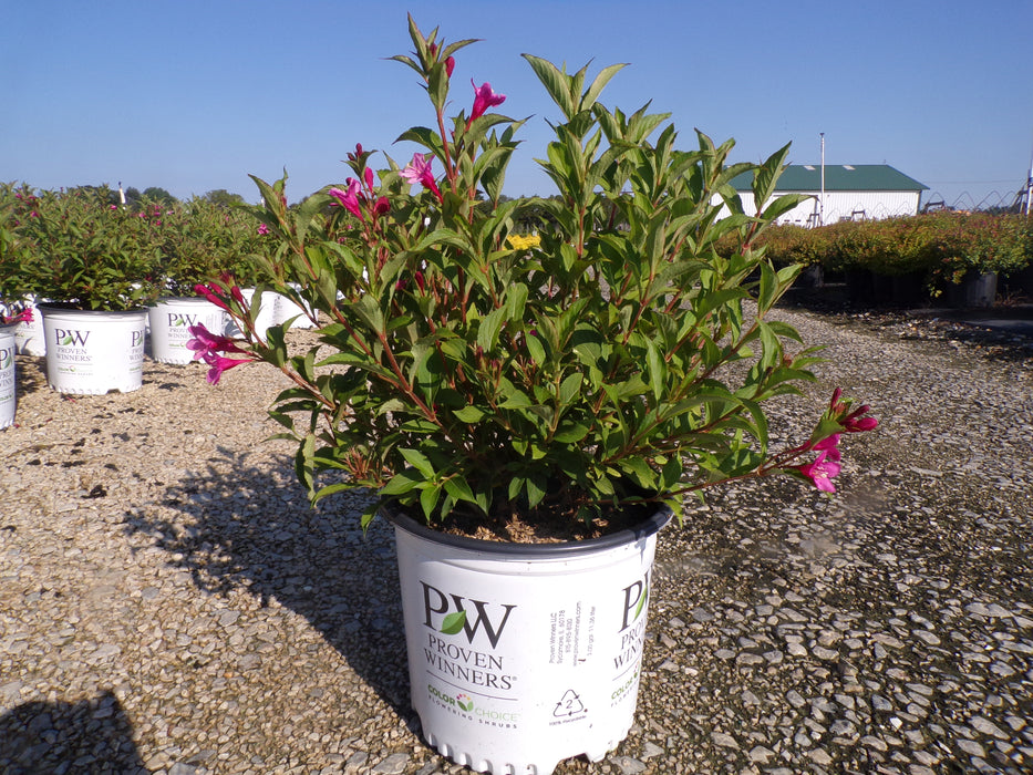 Sonic Bloom Pink Weigela