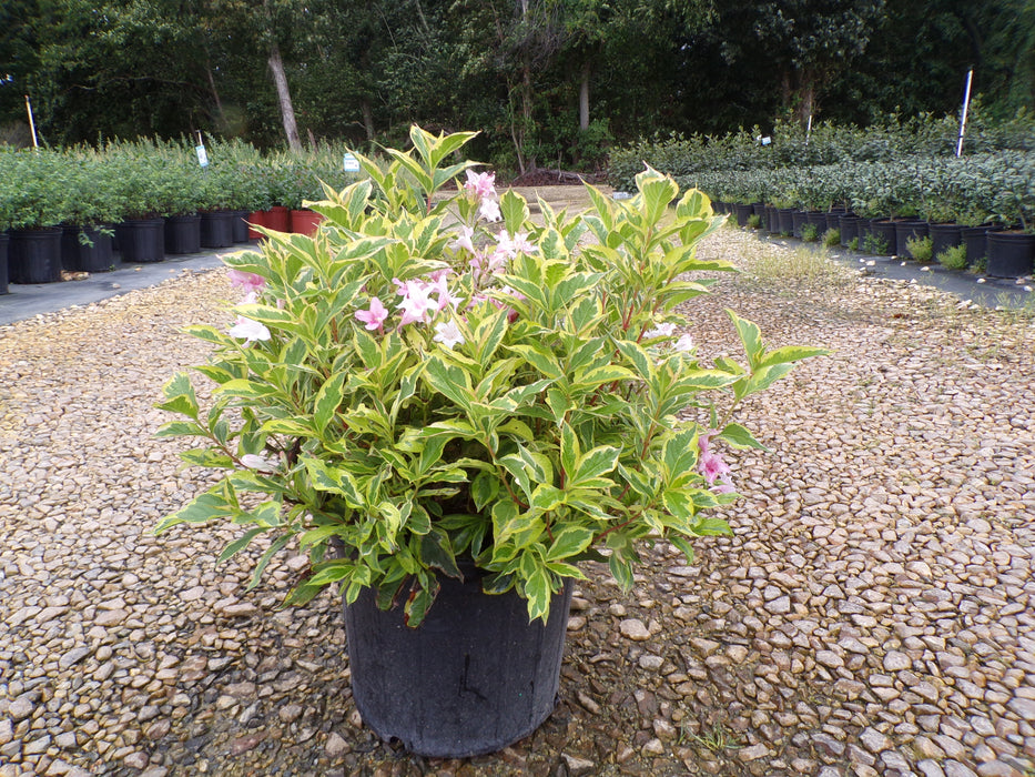 Variegated Weigela