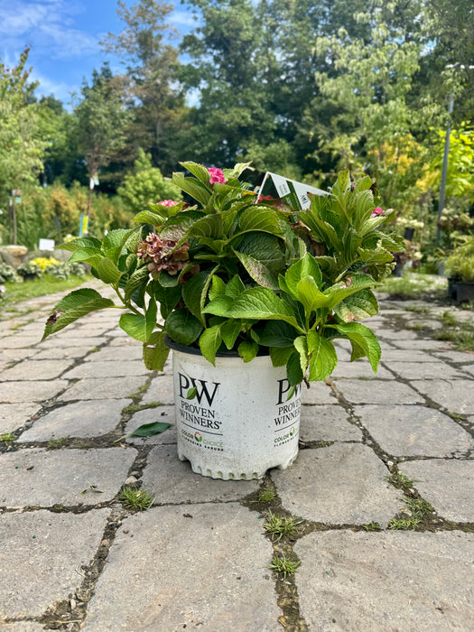 Wee Bit Giddy® Hydrangea