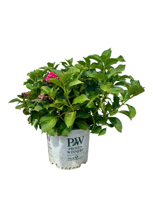 Wee Bit Grumpy® Hydrangea