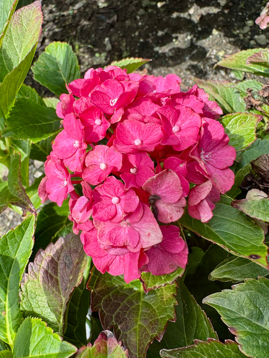 Wee Bit Grumpy® Hydrangea