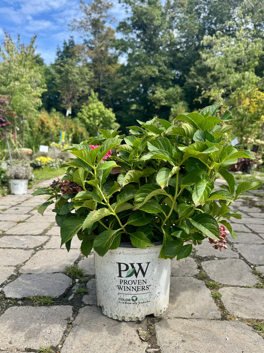 Wee Bit Grumpy® Hydrangea