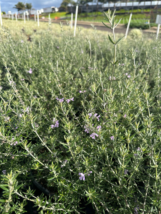 Wynyabbie Gem Coastal Rosemary