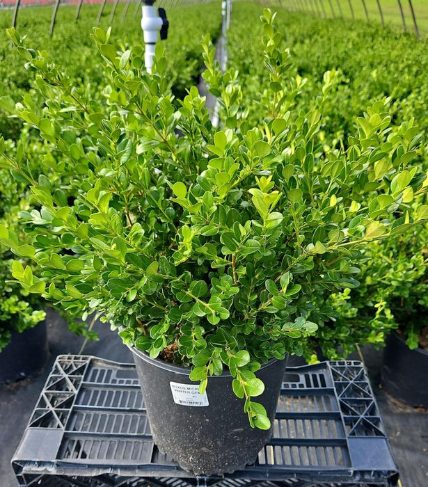 Winter Gem Boxwood